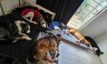Guardería Canina Mística: cómo trabajar con perros agresivos desde la confianza y la adaptación