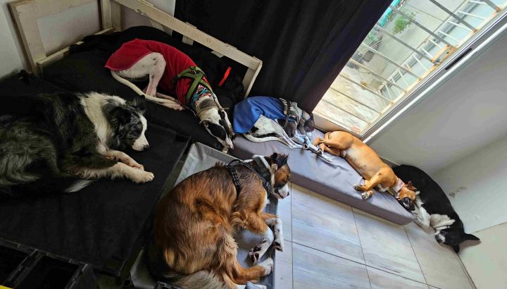 Guardería Canina Mística: cómo trabajar con perros agresivos desde la confianza y la adaptación