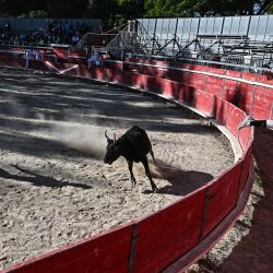 Un raseteur se presenta delante de un toro durante una corrida de camarga en Portiragnes, sur de Francia. La corrida de camarga es una corrida de toros tradicional de la región de la Camarga, en el sur de Francia. Atletas especialmente entrenados, llamados raseteurs, intentan atrapar pequeños objetos (como una cinta, una roseta o una borla) atados entre los cuernos del toro. | Foto:GABRIEL BOUYS / AFP