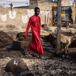 Un residente camina por la curtiduría tradicional Majema, en el barrio de Kofar Wambai, en Kano. Kano, el histórico centro del cuero, abastece a gigantes del lujo como Louis Vuitton, Gucci y Ralph Lauren, y Nigeria exporta casi el 90 % de sus pieles al extranjero. Sin embargo, como el acabado se realiza en Europa, la etiqueta "Hecho en Nigeria" desaparece, sustituida por "Hecho en Italia" o "Hecho en España". Ahora, algunos diseñadores nigerianos intentan recuperar la identidad del cuero del país creando marcas locales. | Foto:OLYMPIA DE MAISMONT / AFP