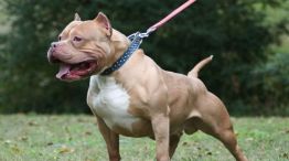 ataque de pitbull en Goya