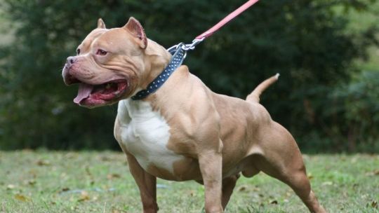 El desgarrador relato de la mamá del nene atacado por un perro: "Me lo estaba comiendo"