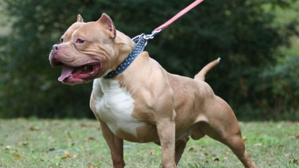 ataque de pitbull en Goya