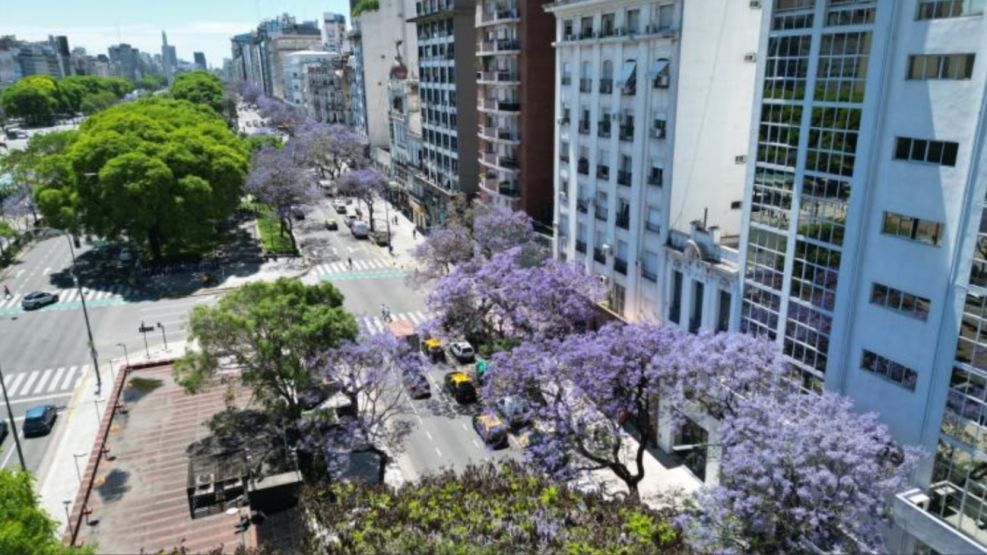 Comenzaron a florecer los jacarandás en las calles y los parques porteños