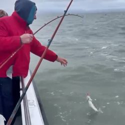 En el inicio de la temporada, la pescadilla es la especie más abundante junto con gatuzos y palometas de muy buen porte.