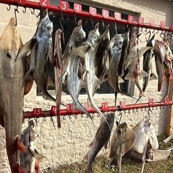 Tras este torneo en Marisol, ahora será el turno de Villa Gesell, el próximo domingo con la 26° Fiesta Nacional de la Brótola, mientras que la acción en las playas del sur bonaerense volverá el 12/10, con la tradicional convocatoria de la gente de Marea Roja de Tres Arroyos. 