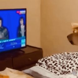 perro peroncho milei | Foto:CEDOC