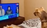 Malas vibras: el video de un perro ladrándole a Milei por televisión