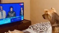 Malas vibras: el video de un perro ladrándole a Milei por televisión