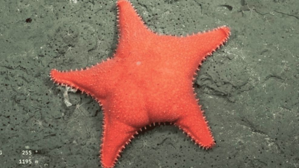 Estrella culona del CONICET