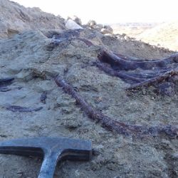 Parte de los huesos encontrados de Joaquinraptor casali.