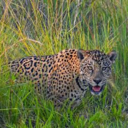 El yaguareté se encuentra en peligro de extinción.