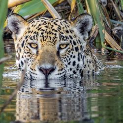 La intención es proteger, restaurar y reconectar un área de 2.5 millones de kilómetros cuadrado