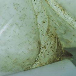 El agua volvió, y con ella la esperanza de que San Cayetano recupere su tradición pesquera.