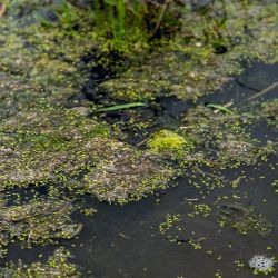 El agua volvió, y con ella la esperanza de que San Cayetano recupere su tradición pesquera.
