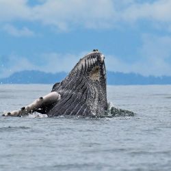 Una ballena jorobada salta en las aguas del océano Pacífico cerca de Buenaventura, departamento del Valle del Cauca, Colombia. Las ballenas jorobadas (Megaptera novaeangliae) migran anualmente desde la Península Antártica para adentrarse en la costa del océano Pacífico colombiano, recorriendo una distancia aproximada de 8.500 km, para dar a luz y amamantar a sus crías. | Foto:JOAQUIN SARMIENTO / AFP