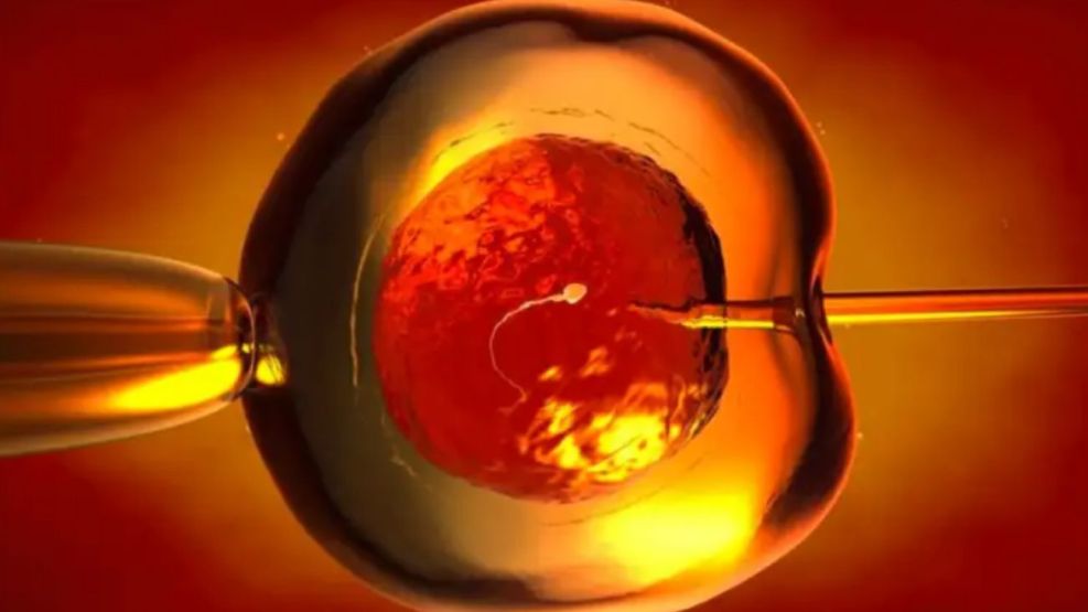 Crean óvulos humanos a partir de células de la piel