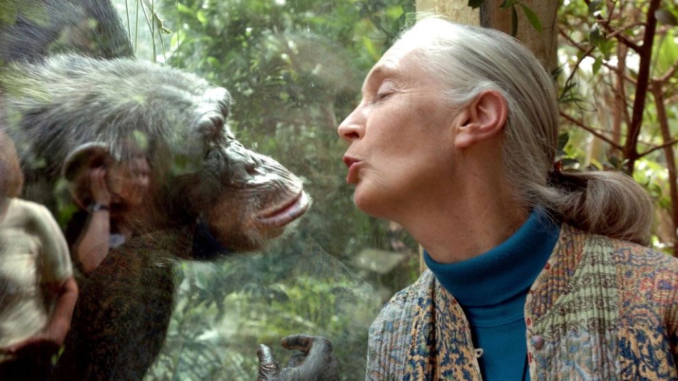 Lo que Jane Goodall dejó al mundo: descubrimientos que humanizaron a los  chimpancés | Perfil