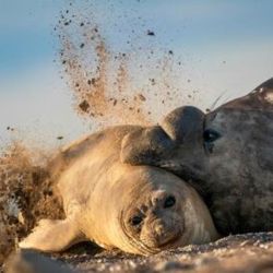 La situación de los lobos marinos es por demás preocupante.