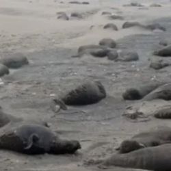 La gripe aviar arrasó con la colonia de lobos marinos en Península de Valdés.