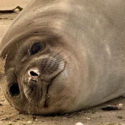 Se necesitarían más de 50 años para recuperar la población de elefantes marinos.