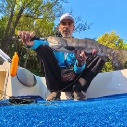 A principios de temporada, es recomendable utilizar streamers, con ciervo y craft fur, o plumas y algo de brillo, sin lastre, para sumergirse apenas en 10 y 15 cm, dada que su actividad no es tan agresiva, como en el verano, cuando las moscas de superficie como ratas y poppers, se hacen aún más efectivas.