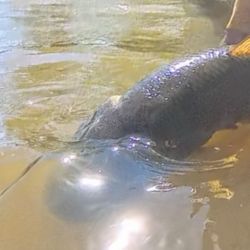 A principios de temporada, es recomendable utilizar streamers, con ciervo y craft fur, o plumas y algo de brillo, sin lastre, para sumergirse apenas en 10 y 15 cm, dada que su actividad no es tan agresiva, como en el verano, cuando las moscas de superficie como ratas y poppers, se hacen aún más efectivas.