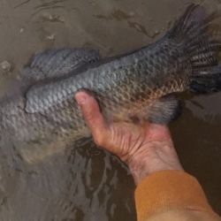 A principios de temporada, es recomendable utilizar streamers, con ciervo y craft fur, o plumas y algo de brillo, sin lastre, para sumergirse apenas en 10 y 15 cm, dada que su actividad no es tan agresiva, como en el verano, cuando las moscas de superficie como ratas y poppers, se hacen aún más efectivas.