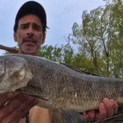 A principios de temporada, es recomendable utilizar streamers, con ciervo y craft fur, o plumas y algo de brillo, sin lastre, para sumergirse apenas en 10 y 15 cm, dada que su actividad no es tan agresiva, como en el verano, cuando las moscas de superficie como ratas y poppers, se hacen aún más efectivas.