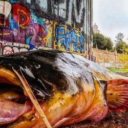 Los siluros se introdujeron de forma furtiva en 1974 y es una especie invasora muy voraz que desequilibra los sistemas fluviales del Segre, Ebro y Cinca. 