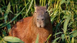 Carpinchos en Nordelta