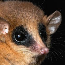 El marsupial hasta ahora desconocido para la ciencia. 