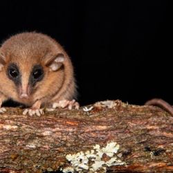 Sólo un ejemplar de este marsupial ha sido observado y examinado científicamente.