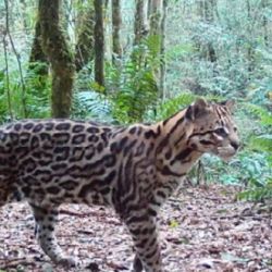 El estudio detectó diferencias significativas en el comportamiento entre machos y hembras de ocelotes. 