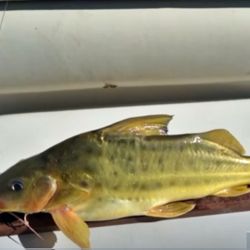 La Municipalidad de Gualeguay acompaña a la Barra Pesquera Gualeguay Galarza, quienes llevan adelante esta propuesta que cumple su sexta edición.