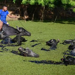 Imagen de un hombre dirigiendo una manada de búfalos de agua, en la Isla de Marajó, Brasil. | Foto:Xinhua/Lucio Tavora