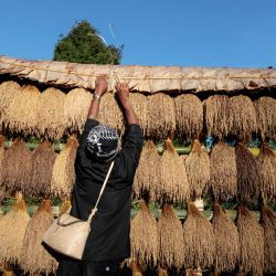 Un hombre organiza los manojos de tallos de arroz antes de una procesión de la comunidad indígena Gelar Alam durante el festival de la cosecha Seren Taun en Sukabumi, Java Occidental, Indonesia. | Foto:ADITYA AJI / AFP