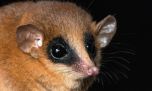 Descubren una nueva especie de marsupial en los Andes peruanos