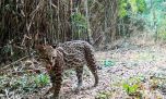 Científicos argentinos realizaron el mayor relevamiento mundial del ocelote
