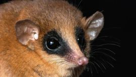 El marsupial hasta ahora desconocido para la ciencia.