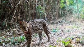 Los especialistas hicieron siete relevamientos sistemáticos con cámaras trampa entre 2004 y 2018.