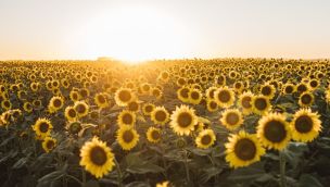 Crece la proyección de siembra de girasol.