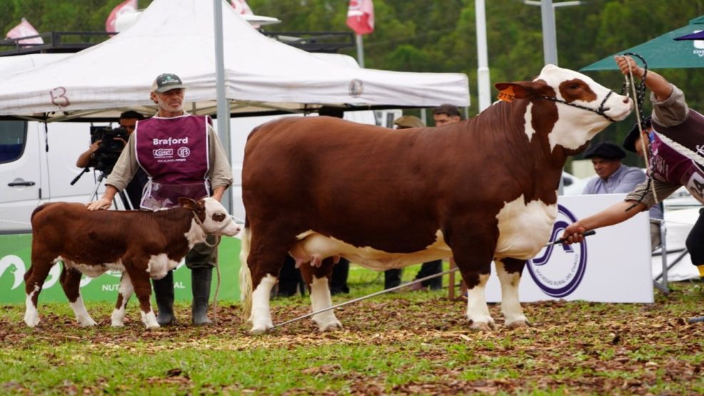 “Argentina es uno de los países más importantes en lo que es producción de genética de carne”
