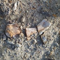  El equipo intentará recuperar los restos faltantes para reconstruir la especie Bonapartenykus ultimus, un dinosaurio argentino inédito