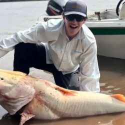 La condición de albinismo existe en muchas especies, incluidos los peces. Sin embargo, los biólogos explicaron a los pescadores que los peces albinos, al ser blancos, son presas muy fáciles para los depredadores, por lo que suelen tener una vida muy corta.
