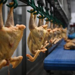 Esta fotografía muestra a trabajadores de un matadero de pollos en Saint-Sever, suroeste de Francia. | Foto:Philippe Lopez / AFP