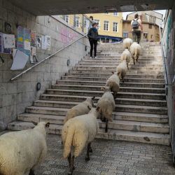Las ovejas son pastoreadas por las calles de Lyon y alrededores durante una "trashumancia" (recorrido de ganado) de una granja a otra, organizada por la asociación "La Bergerie Urbaine" (El Pastor Urbano). | Foto:OLIVIER CHASSIGNOLE / AFP