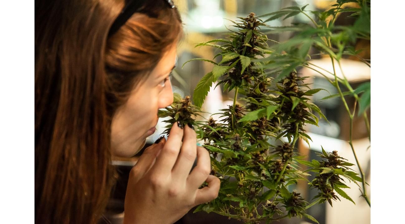 Expo Cannabis 2025: el encuentro más grande de especialistas en el rubro