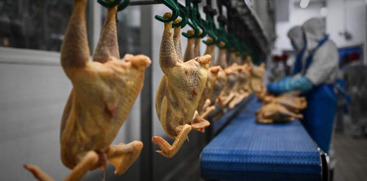 Esta fotografía muestra a trabajadores de un matadero de pollos en Saint-Sever, suroeste de Francia.