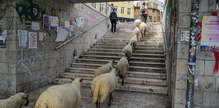 Las ovejas son pastoreadas por las calles de Lyon y alrededores durante una "trashumancia" (recorrido de ganado) de una granja a otra, organizada por la asociación "La Bergerie Urbaine" (El Pastor Urbano).